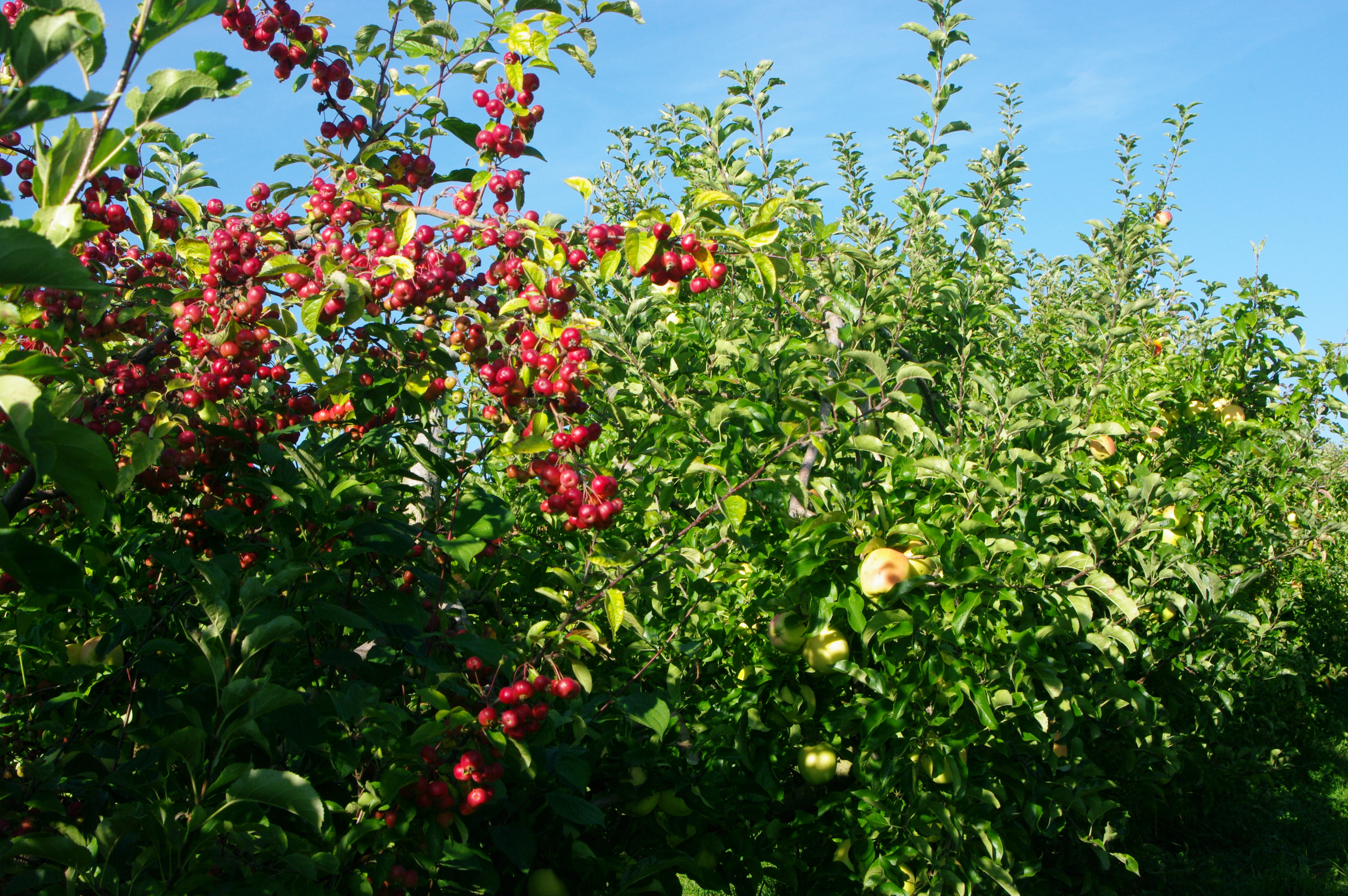 Pommes dans les vergers